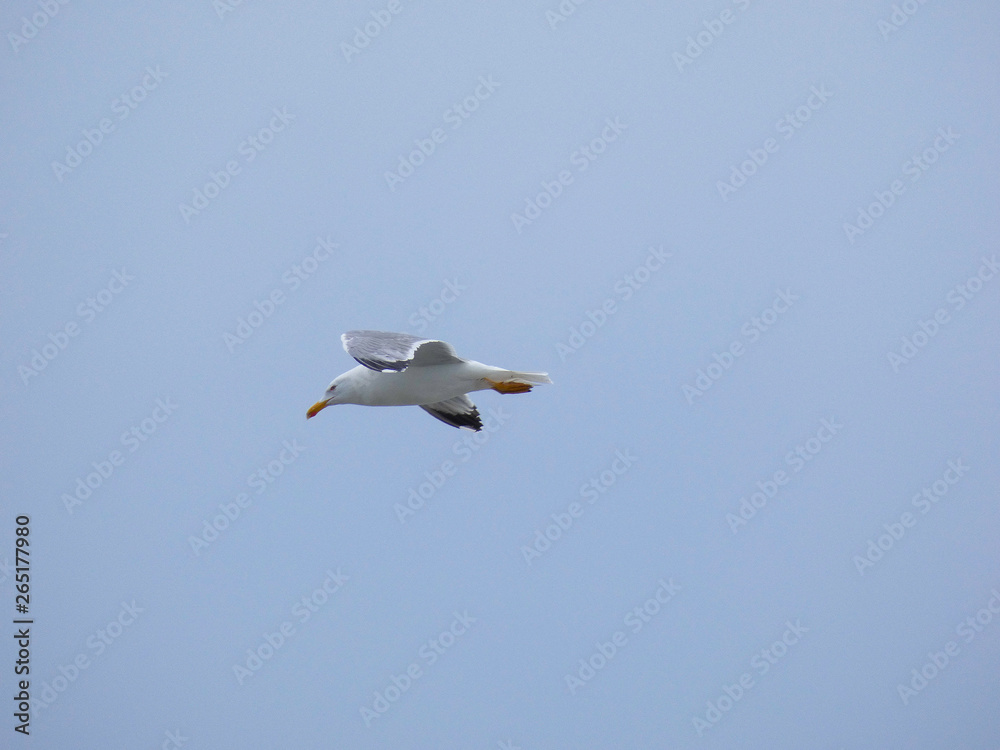 Obraz premium Gaviota planeando sobre cielo azul