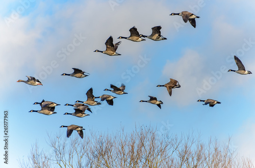 A flock of geese in flight. There are 18 birds. The leading bird is a Greylag goose (Anser anser) while the rest of the flock are Canada geese (Branta canadensis). There are trees and blue sky.