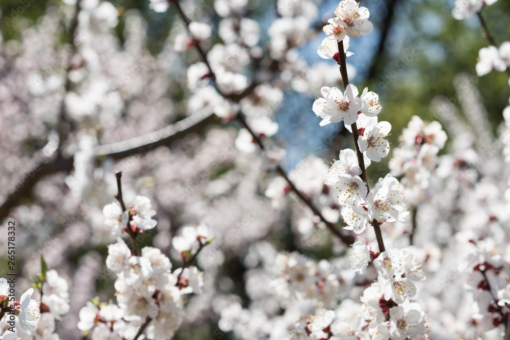 Blooming white sakura. Macro photo of beautiful flowers and sprigs of cherry wood. Blooming white sakura. Macro photo of beautiful flowers and sprigs of cherry wood.