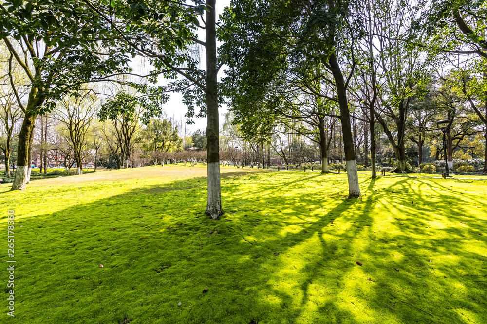 Obraz premium path in park