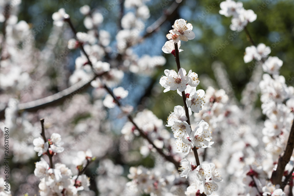 Naklejka Kwitnąca biała sakura. Makro- fotografia piękni kwiaty i sprigs czereśniowy drewno.