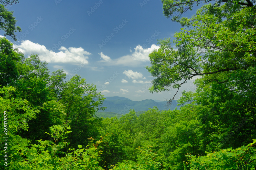 View from Roaring Fork Motor Nature Trail