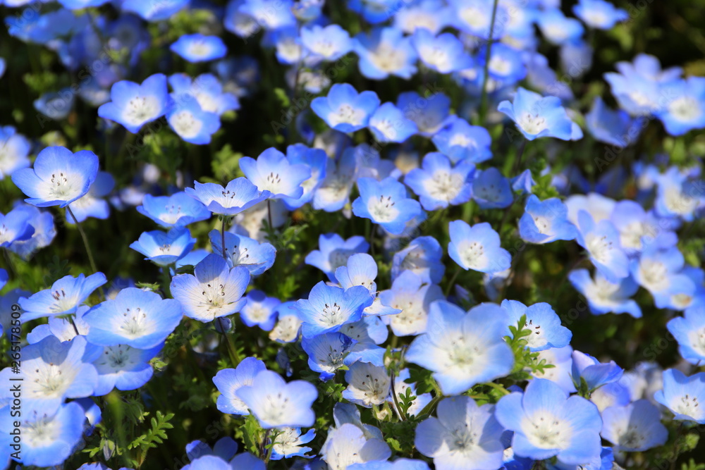 日本の公園の青いネモフィラの花