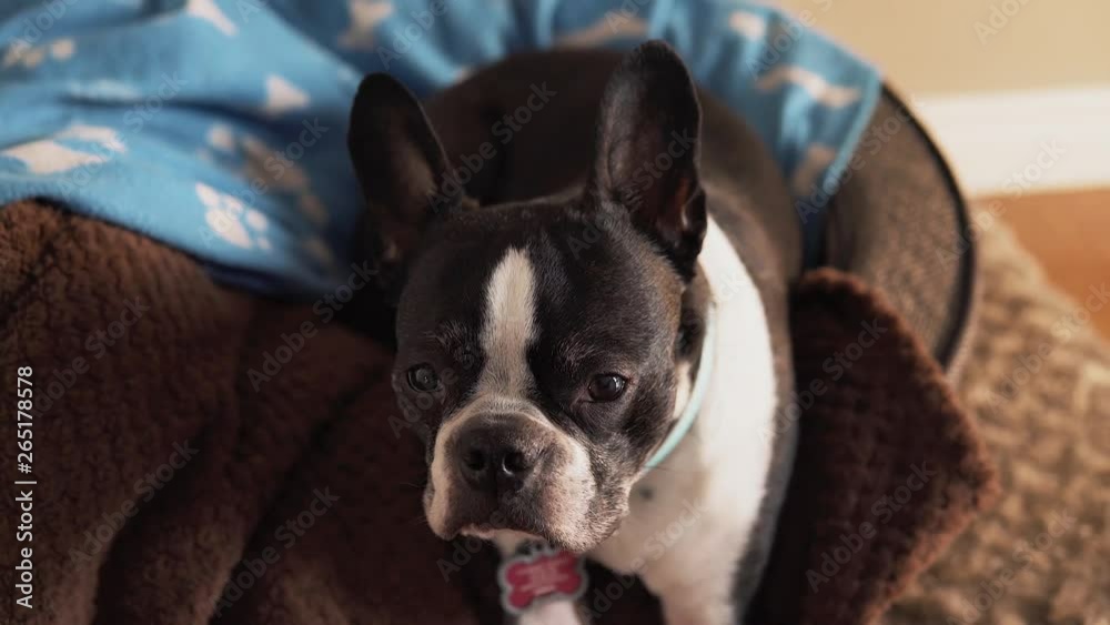 Boston Terrier Dog Cute Relaxing in Bed Boston Terrier Dog Cute Relaxing in Bed