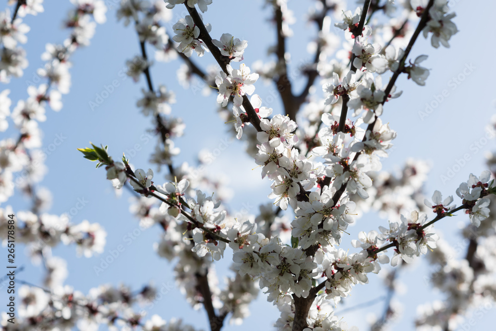 Blooming white sakura. Macro photo of beautiful flowers and sprigs of cherry wood. Blooming white sakura. Macro photo of beautiful flowers and sprigs of cherry wood.
