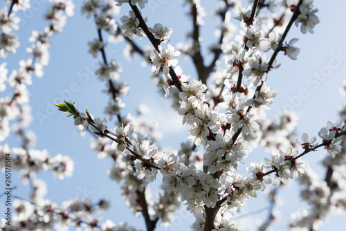 Fototapeta Naklejka Na Ścianę i Meble -  Blooming white sakura. Macro photo of beautiful flowers and sprigs of cherry wood.