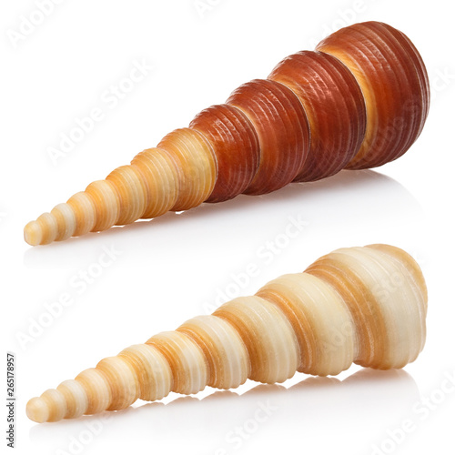 Conical sea shells, isolated on white background