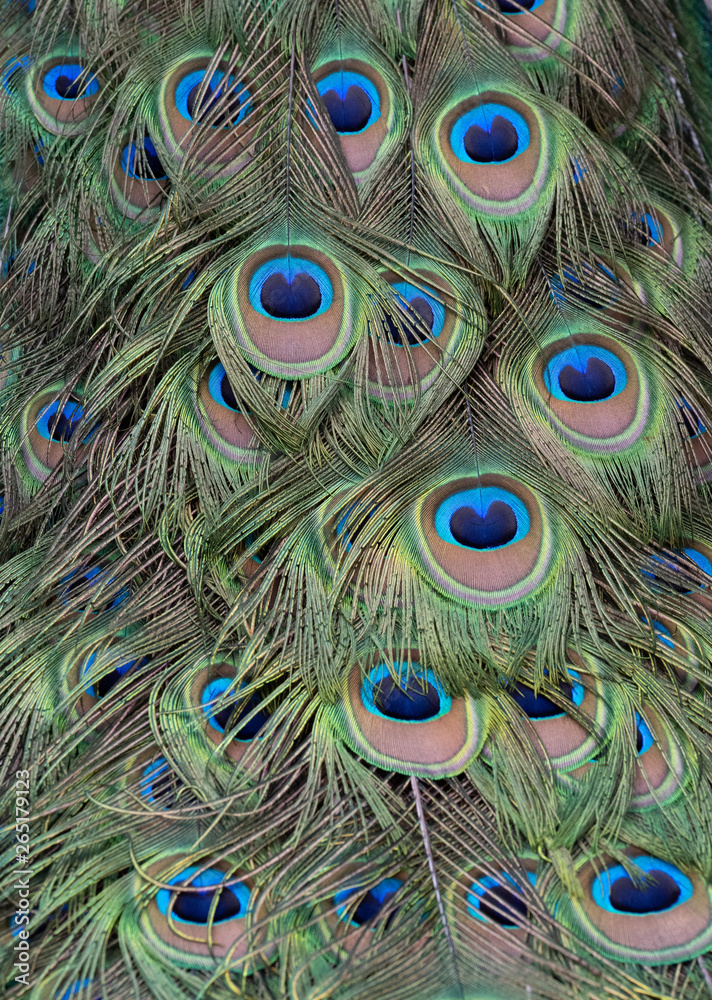 Fototapeta premium Pattern, colors, and texture of peacock feathers close up.