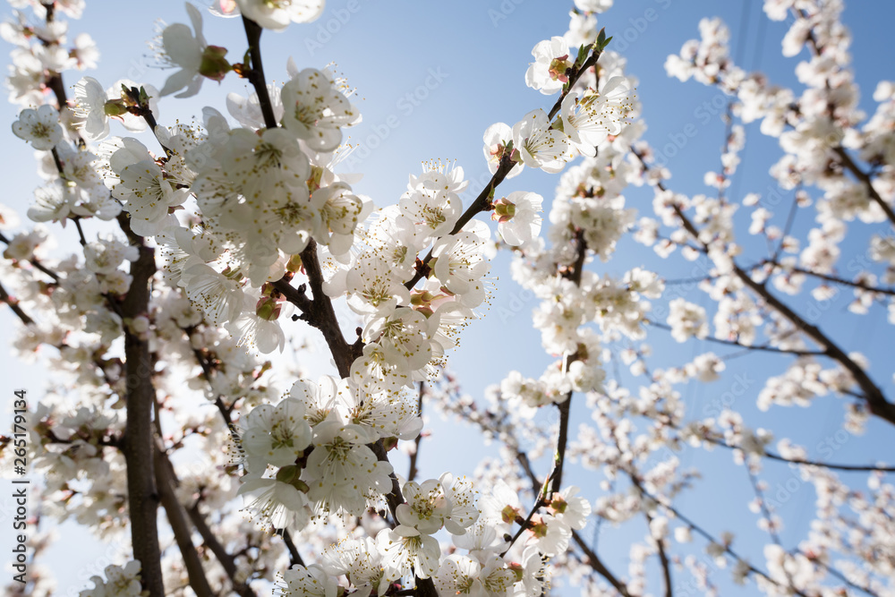 Blooming white sakura. Macro photo of beautiful flowers and sprigs of cherry wood. Blooming white sakura. Macro photo of beautiful flowers and sprigs of cherry wood.