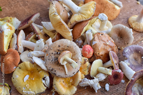 Harvest of eadible mushrooms on table in autumn photo