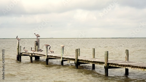 Pelicans Resting on a Fishing Pier