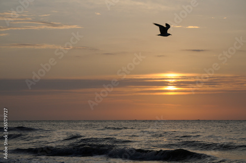 Seagull Silhouette at Hunting Island, NC USA at Sunrise