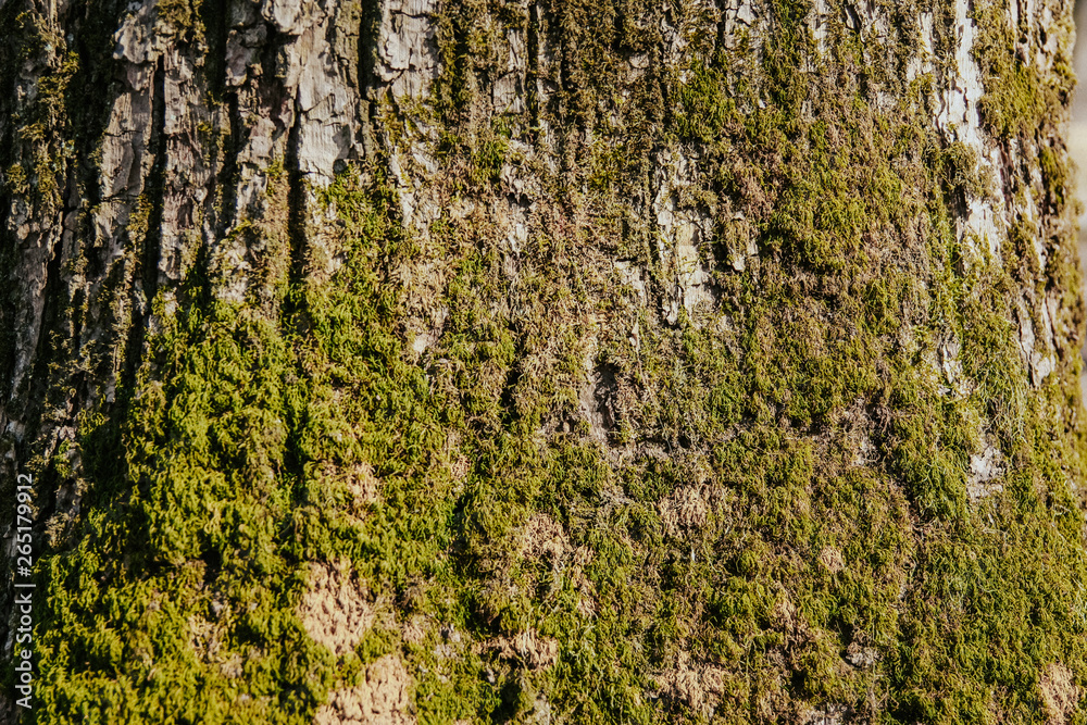 Obraz premium texture of wood and moss, tree/ wooden background