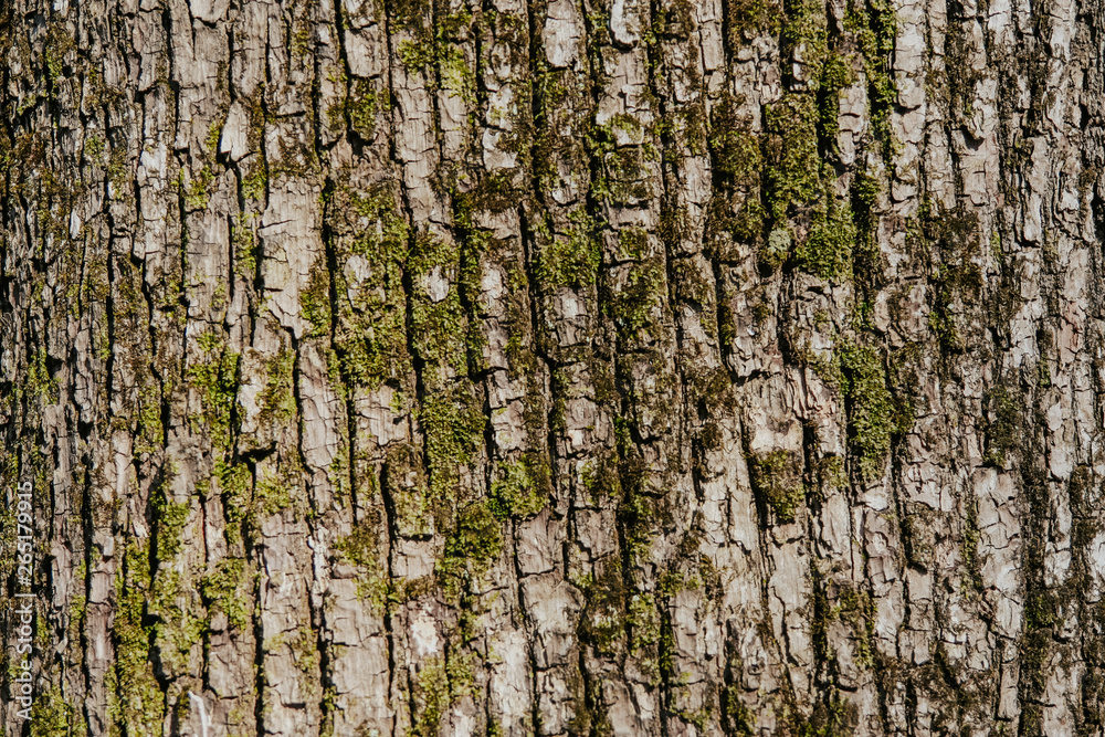 texture of wood and moss, tree/ wooden background texture of wood and moss, tree/ wooden background