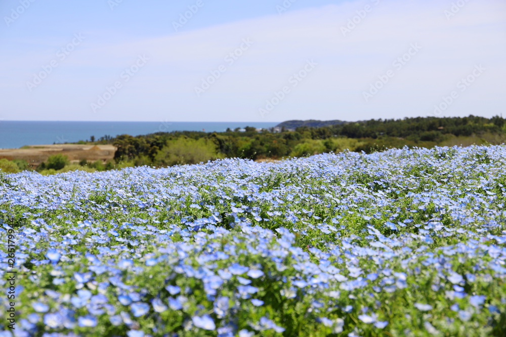 青いじゅうたんのような日本の美しいネモフィラ畑
