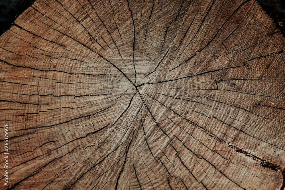 Fototapeta premium cut tree, old wood texture. wooden background close-up