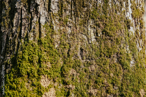 texture of wood and moss, tree/  wooden background