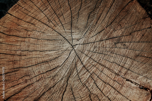 cut tree, old wood texture. wooden background close-up