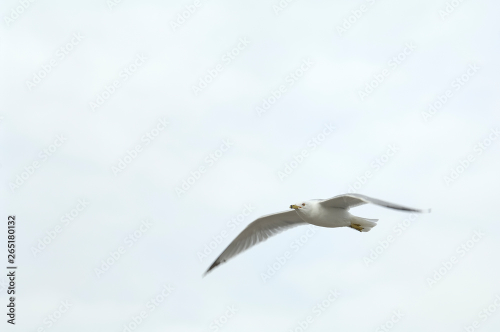 Flying Ring-Billed Seagull against the sky (Larus delawarensis) Flying Ring-Billed Seagull against the sky (Larus delawarensis)