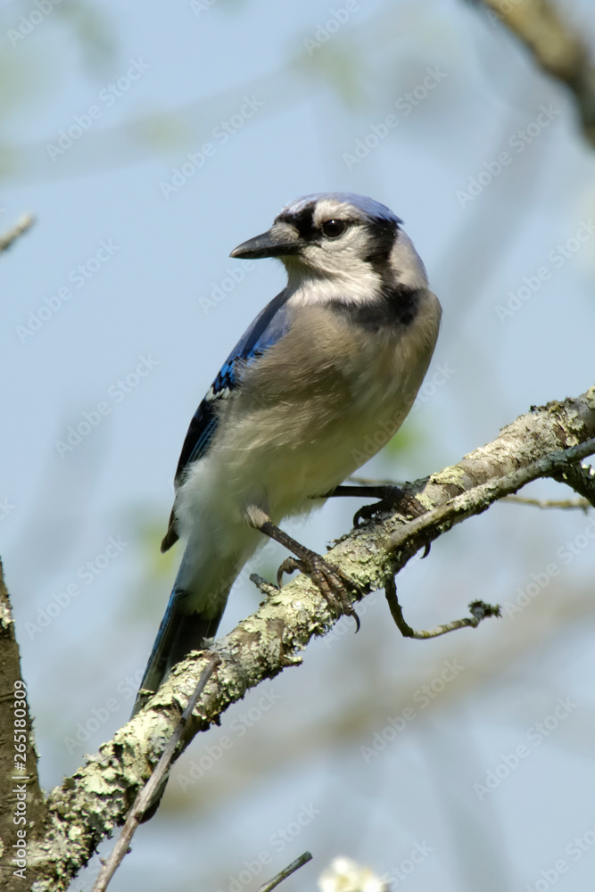 Blue Jay - Cyanocitta Cristata