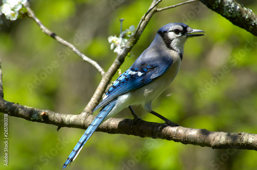 Blue Jay - Cyanocitta Cristata