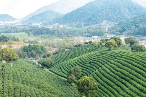 longjing tea garden in hangzhou