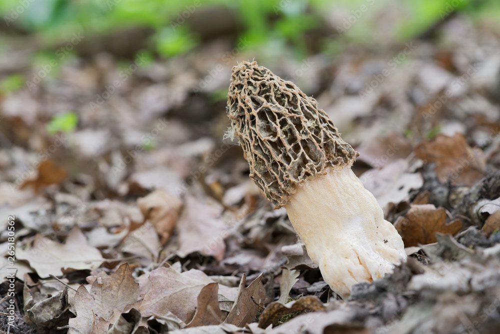 Spring edible morel mushroom Morchella esculenta growing in the