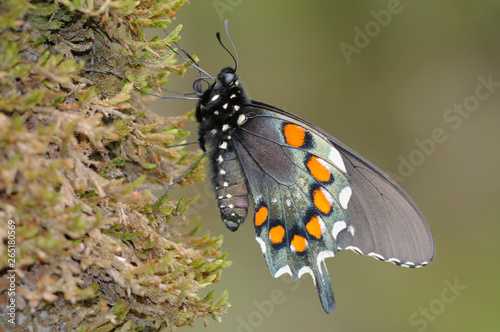 Pipevine Swallowtail (Battus philenor) Female Butterfly in Tennessee, USA photo
