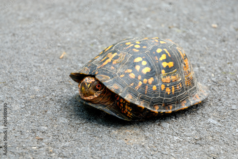 Turtle peers out exeplifying the concept for Coming Out, or Coming Out of Your Shell. Turtle peers out exeplifying the concept for Coming Out, or Coming Out of Your Shell.