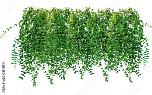 Ivy, grapes, vines, creepers. Decoration to a vertical surface. Landscape design. Isolated on white background.
