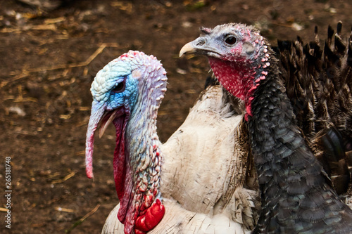 turkeys on a farm on a farm   serious turkey