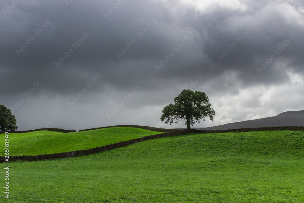 Storm clouds and lone tree in Wensleydale, Yorkshire