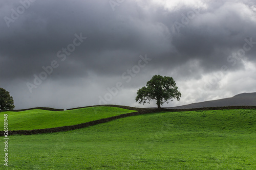 Storm clouds and lone tree in Wensleydale  Yorkshire