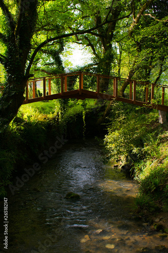 Wonderland bridge in the forest