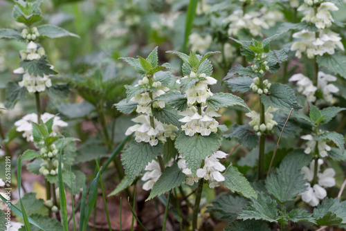 flowering lamium album, white nettle, white dead-nettle photo