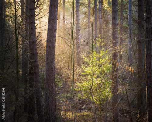 sunlight shining on leaf tree in a pine forest