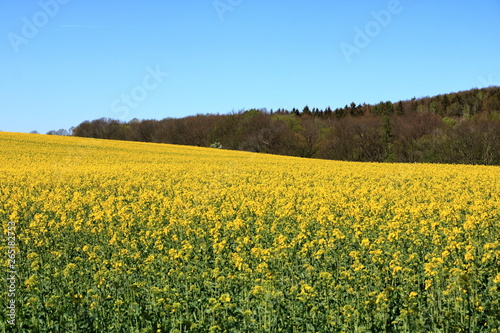 Blossoming rapeseed field in Saxony, Germany © Dynamoland