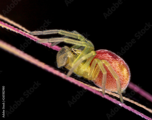 Nigma spider subadult male on black background photo