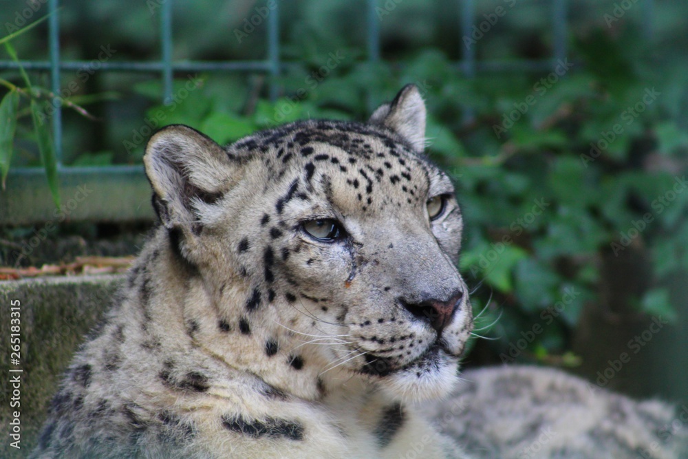 Naklejka premium Panthère dans son enclos au zoo