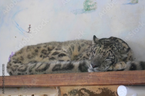 Panthère dans son enclos au zoo photo