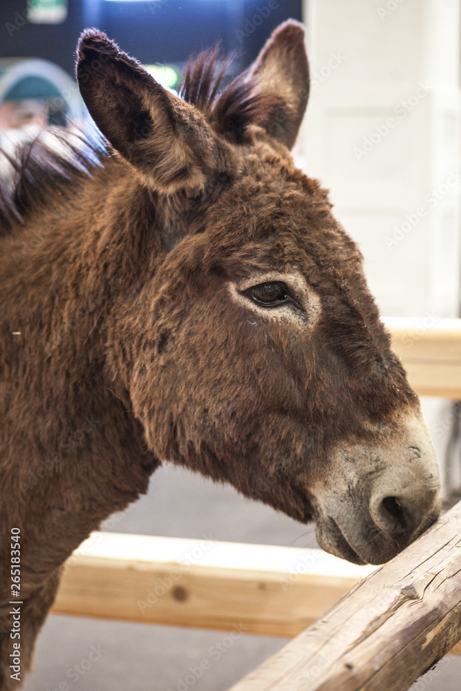 Fototapeta premium portrait of a donkey