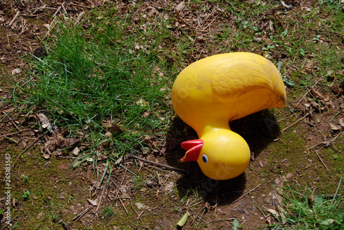 Obraz na plátně Abandoned Rubber Ducky.