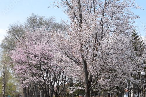 桜
