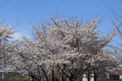 桜