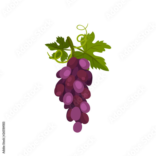 Bunch of grapes on a vine with a leaf. Vector illustration.