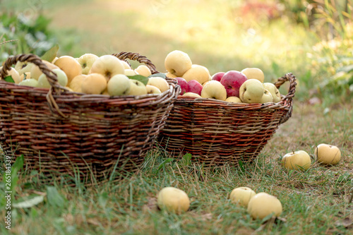 Freshly picked organic apples in big wicker baskets on the grass at the farm garden. Harvest concept.