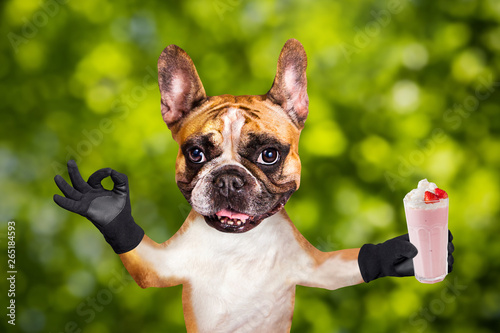 funny dog ginger french bulldog waiter hold a milkshake in a glass and show a sign approx. Animal on green bokeh background © vika33