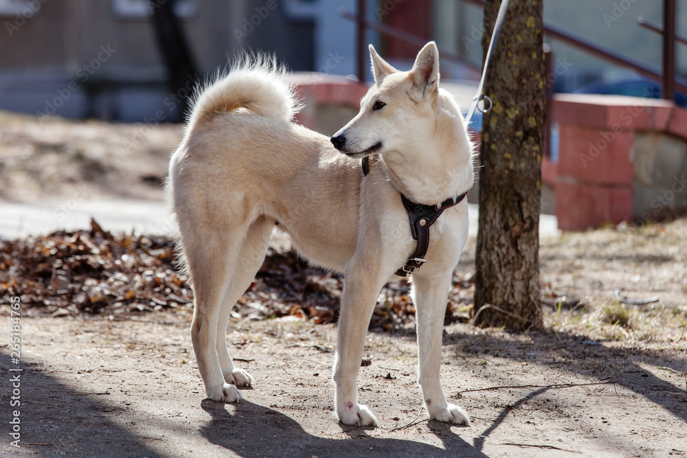 portrait of dog