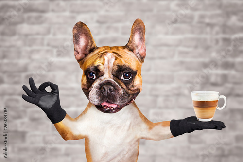 funny dog ginger french bulldog waiter in a black bow tie hold a glass coffee mug and show a sign approx. Animal on brick wall background © vika33