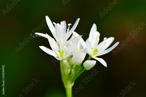 Allium ursinum or wild garlic  ramsons  buckrams  broad-leaved garlic  wood garlic  bear leek or bear s garlic